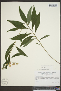 Vernonia flaccidifolia image