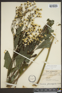 Vernonia flaccidifolia image