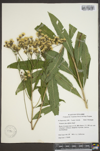 Vernonia flaccidifolia image