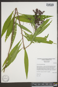 Vernonia flaccidifolia image