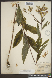 Vernonia flaccidifolia image