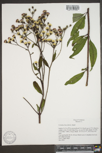 Vernonia flaccidifolia image