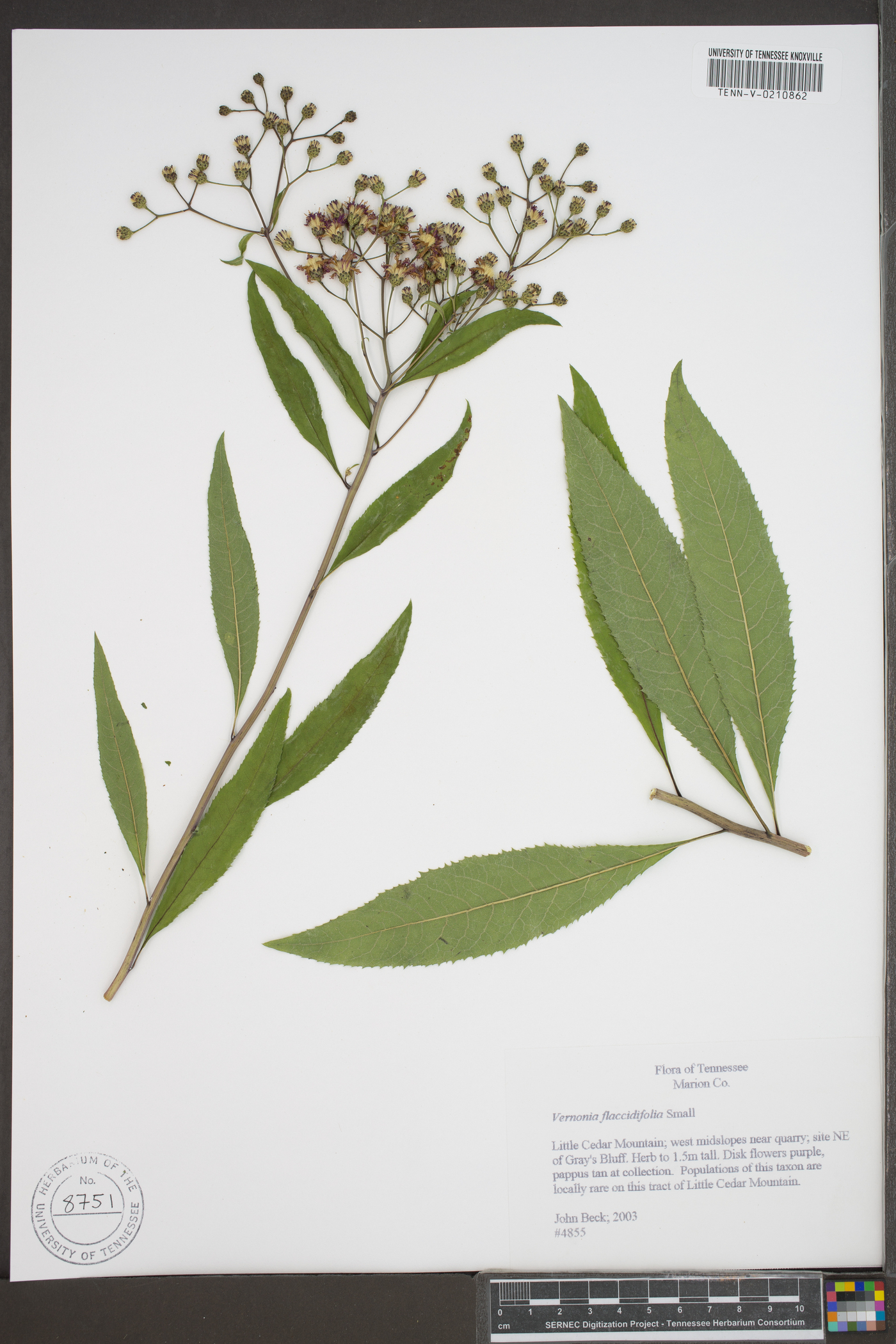 Vernonia flaccidifolia image