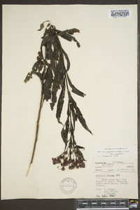 Vernonia gigantea subsp. gigantea image