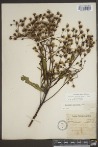 Vernonia gigantea subsp. gigantea image