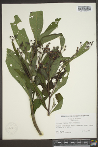 Vernonia gigantea subsp. gigantea image