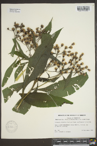 Vernonia gigantea subsp. gigantea image
