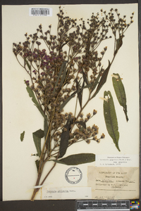 Vernonia gigantea subsp. gigantea image