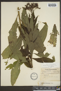 Vernonia gigantea subsp. gigantea image