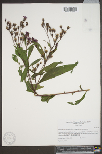 Vernonia gigantea subsp. gigantea image