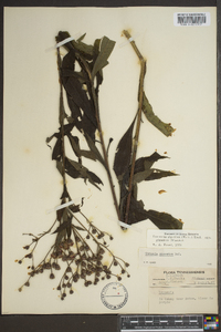 Vernonia gigantea subsp. gigantea image