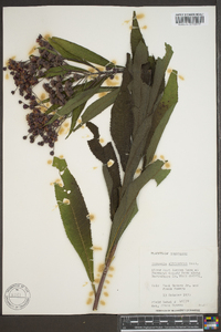 Vernonia gigantea subsp. gigantea image