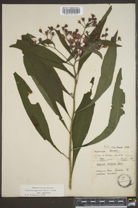 Vernonia gigantea subsp. gigantea image