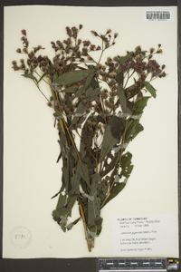 Vernonia gigantea subsp. gigantea image