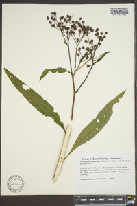 Vernonia gigantea subsp. gigantea image