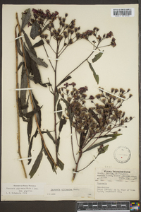 Vernonia gigantea subsp. gigantea image