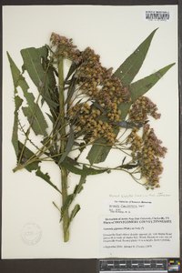 Vernonia gigantea subsp. gigantea image