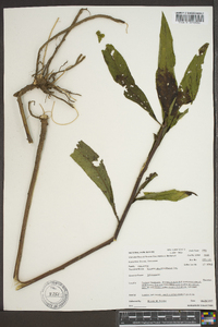 Vernonia gigantea subsp. gigantea image