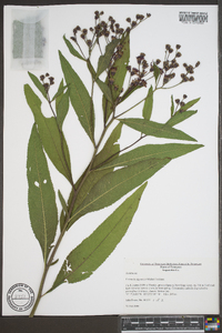 Vernonia gigantea subsp. gigantea image