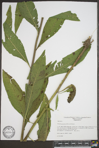 Vernonia gigantea subsp. gigantea image