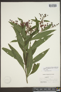 Vernonia gigantea subsp. gigantea image