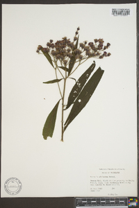 Vernonia gigantea subsp. gigantea image