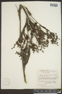 Vernonia gigantea subsp. gigantea image