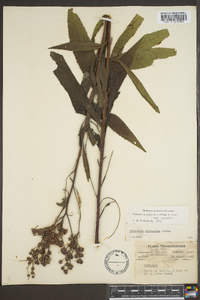 Vernonia gigantea subsp. gigantea image