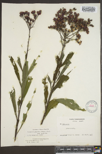 Vernonia gigantea subsp. gigantea image