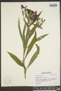 Vernonia gigantea subsp. gigantea image