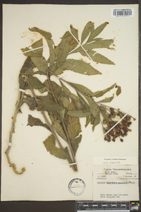 Vernonia noveboracensis image