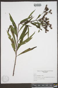 Vernonia noveboracensis image