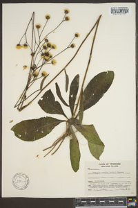 Vernonia acaulis image