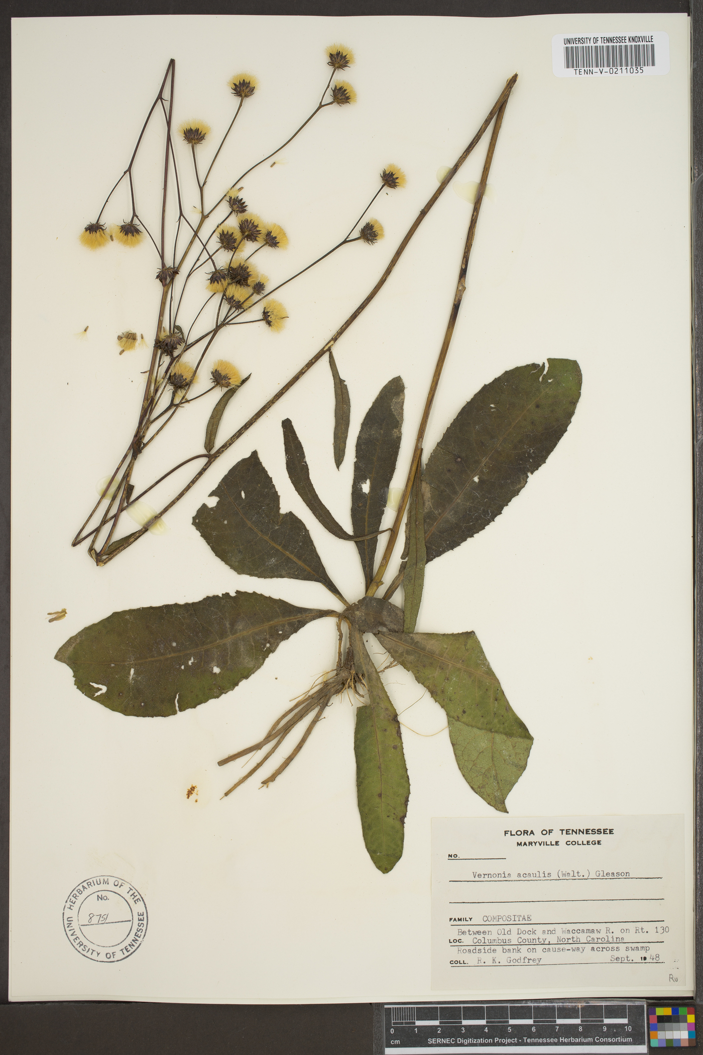 Vernonia acaulis image