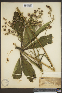 Vernonia acaulis image