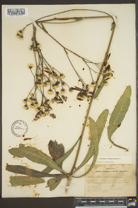 Vernonia acaulis image