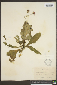 Vernonia acaulis image