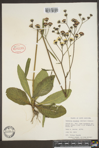 Vernonia acaulis image