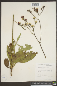 Vernonia acaulis image