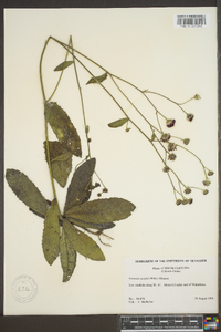 Vernonia acaulis image