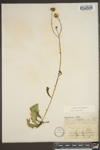 Vernonia acaulis image