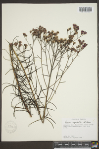 Vernonia angustifolia image