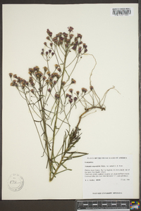 Vernonia angustifolia image