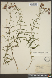 Vernonia angustifolia image