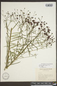 Vernonia angustifolia image