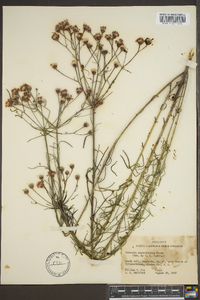 Vernonia angustifolia image