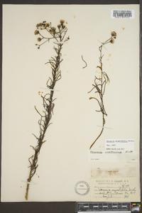 Vernonia angustifolia image