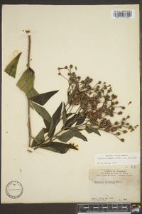 Vernonia baldwinii image