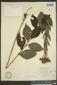 Vernonia baldwinii image