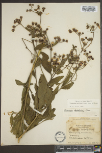 Vernonia baldwinii image
